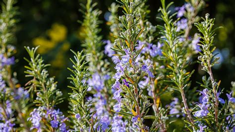 watering rosemary in garden